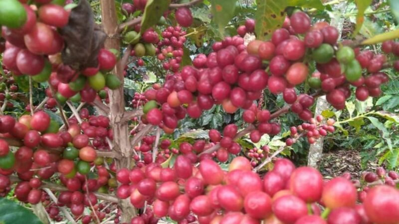 CAFETALEROS ANUNCIAN MANIFESTACIONES