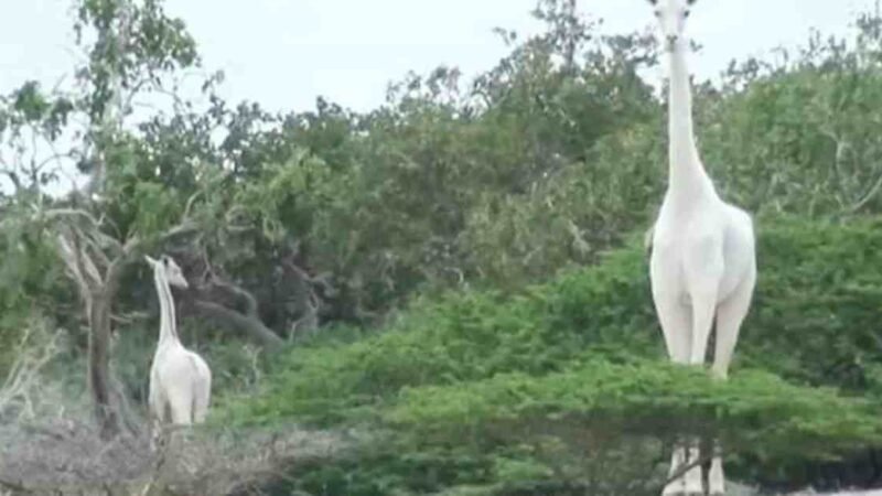 CAZADORES FURTIVOS MATAN A LA ÚNICA JIRAFA BLANCA DE KENIA Y A SU CRÍA