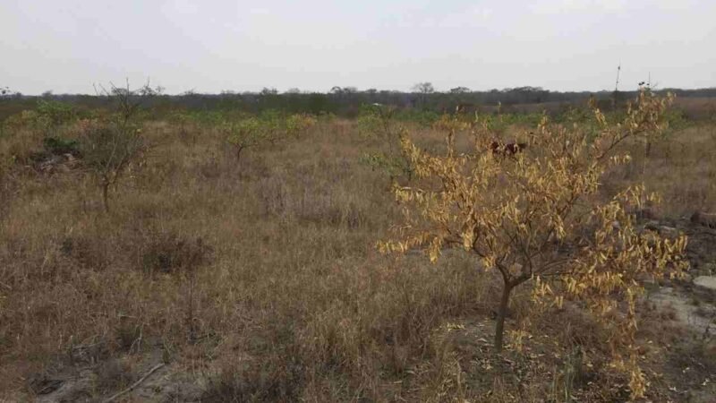 LA CUARENTENA; UN LUJO PARA SECTOR CAMPESINO