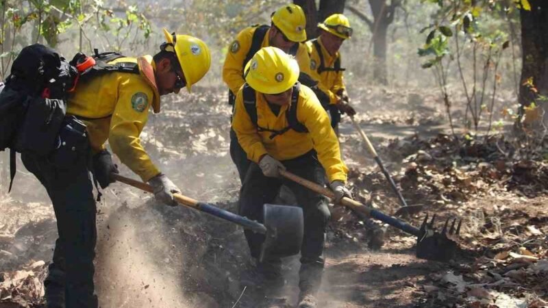 VAN 50 INCENDIOS FORESTALES EN EL ESTADO