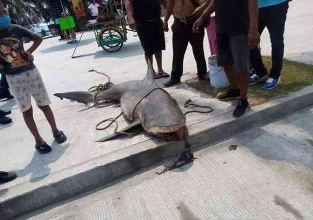 DENUNCIAN PESCA ILEGAL DE TIBURÓN TORO