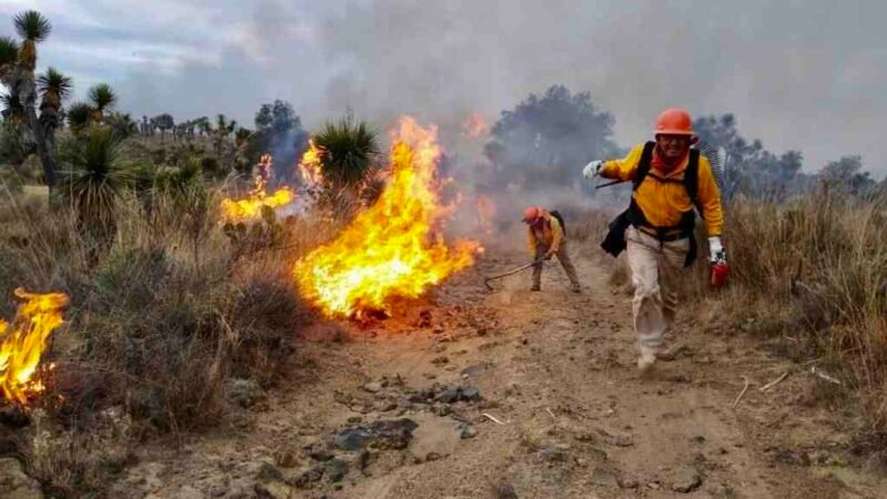MULTARÁN A QUIEN PROVOQUE INCENDIOS FORESTALES