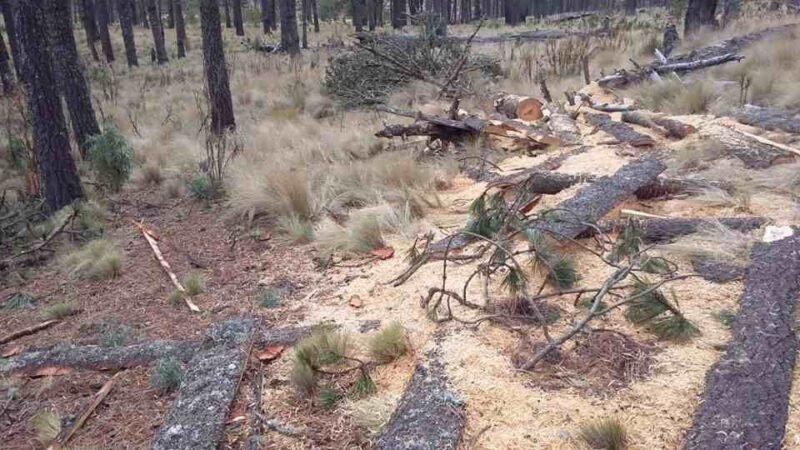 CAMPESINOS ARRASAN CON PARQUE NACIONAL PICO DE ORIZABA