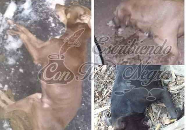 DENUNCIAN ENVENENAMIENTO DE PERROS EN ZENTLA