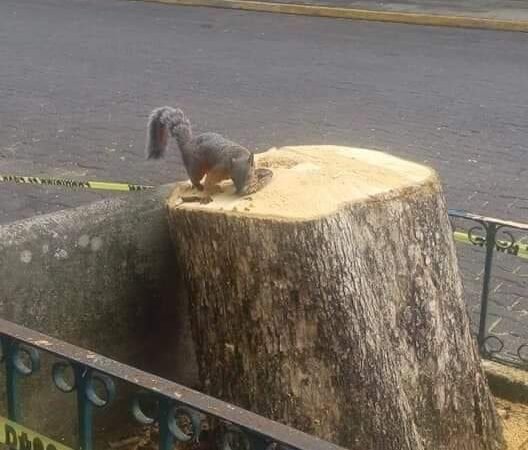 ALCALDE DE COATEPEC: ECOCIDA