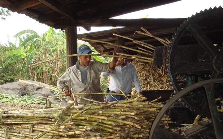 SE CAE PRODUCCIÓN DE PILONCILLO