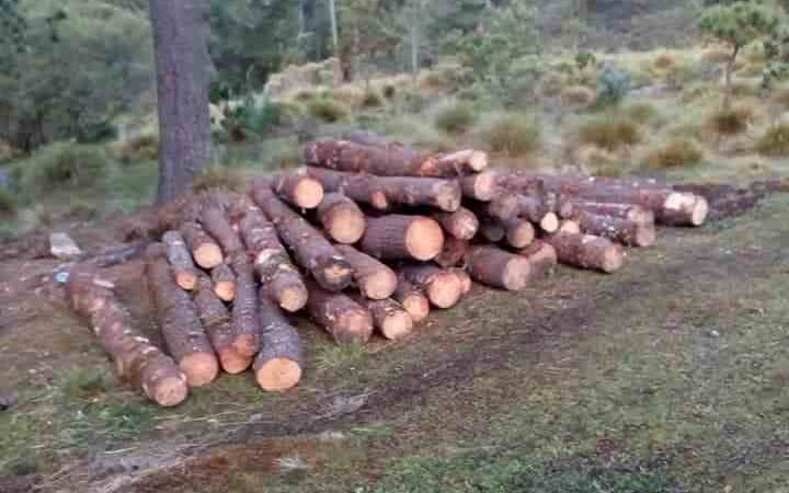 DEVASTAN PARQUE NACIONAL PARA HACER REJAS