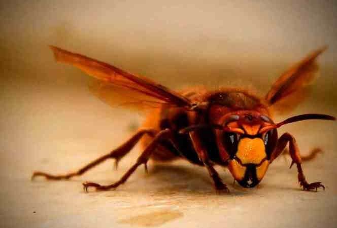 MÉXICO ACTIVA VIGILANCIA EPIDEMIOLÓGICA ANTE AVISPÓN GIGANTE