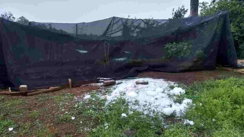GRANIZADA TIRA FINCAS DE CAFÉ
