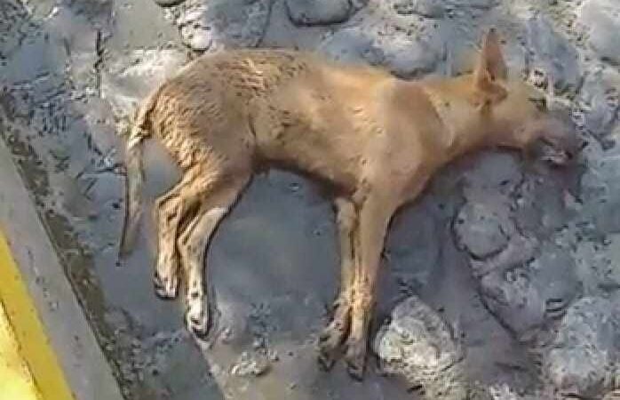 ENVENENAN MÁS DE 20 PERROS EN COSCOMATEPEC