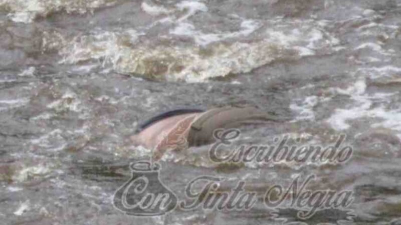 HALLAN PUTREFACTO EN EL RÍO BLANCO