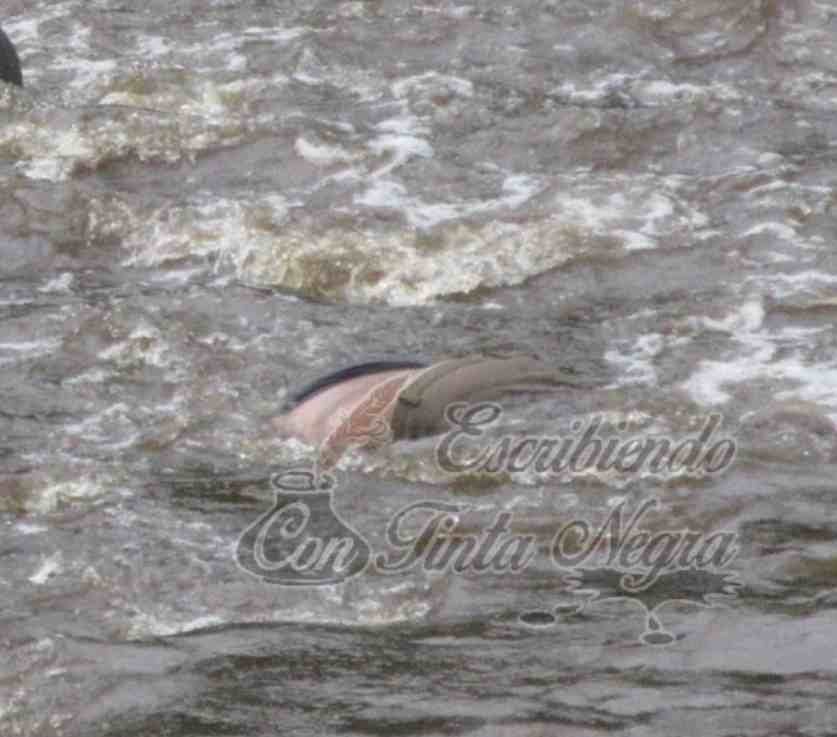 HALLAN PUTREFACTO EN EL RÍO BLANCO