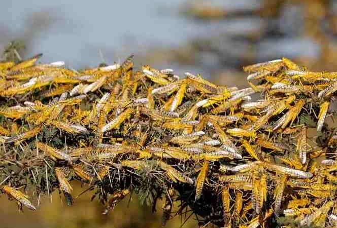 PLAGA DE LANGOSTAS AVANZA SOBRE INDIA; YA INTENTAN DETENERLA