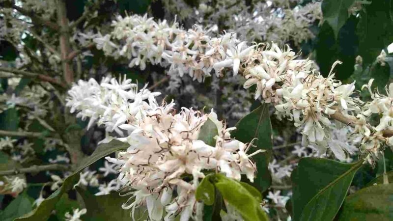 ZONA DE HUATUSCO SE VISTE DE BLANCO