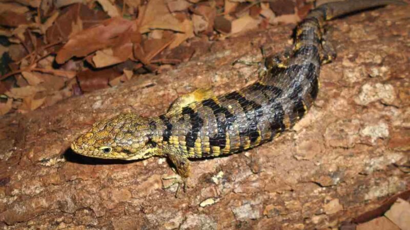 NACE NUEVA ESPECIE DE LAGARTO ORIGINARIO DE LAS ALTAS MONTAÑAS