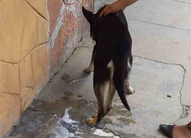 EXIGEN QUE SE INVESTIGUE ENVENENAMIENTO DE PERROS