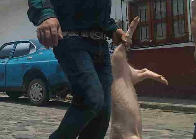 PIDEN REGLAMENTO DE PROTECCIÓN ANIMAL EN COSCOMATEPEC
