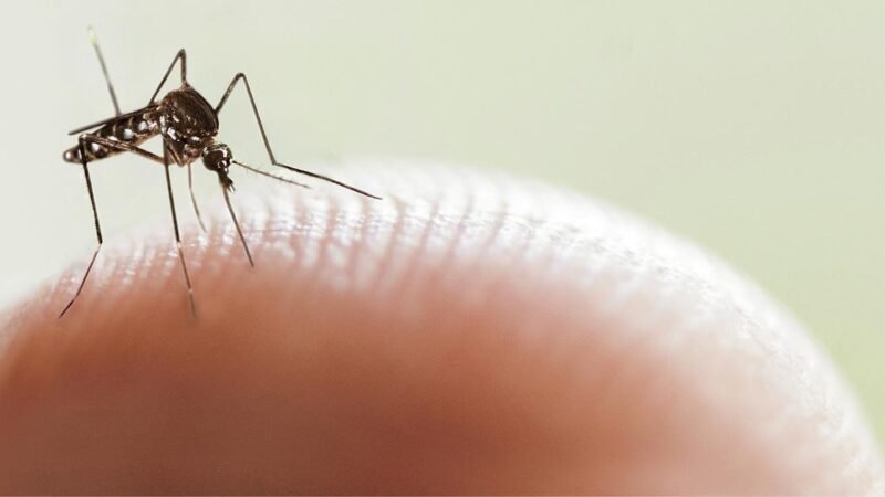 REGISTRAN PRIMER DECESO POR DENGUE EN VERACRUZ