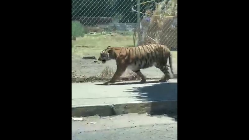 TIGRE SE PASEA EN CALLES DE JALISCO