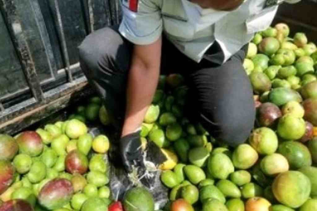 VENDEN MANGOS CON DROGA