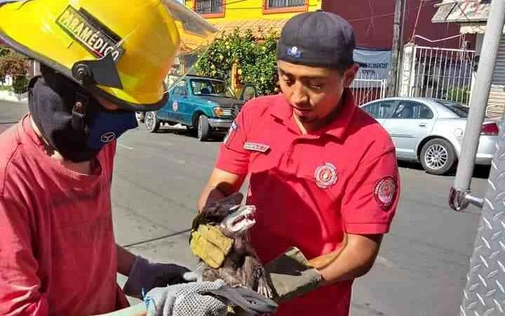 BOMBEROS DE FORTÍN RESCATAN A TLACUACHE