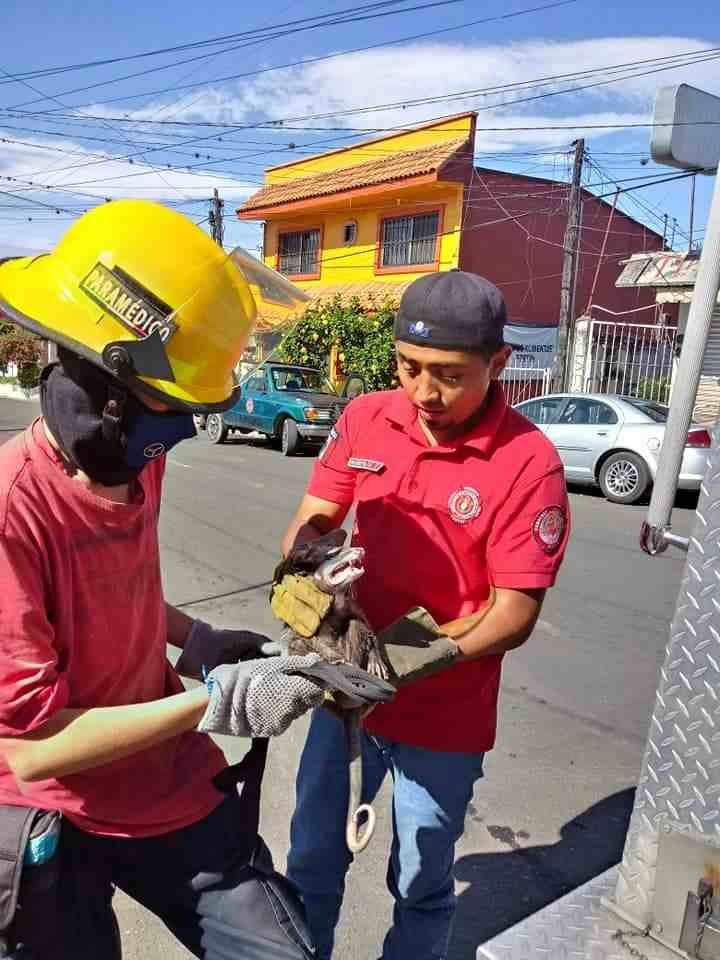 BOMBEROS DE FORTÍN RESCATAN A TLACUACHE