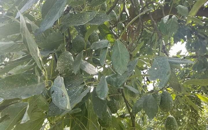 SE PIERDEN CULTIVOS DE AGUACATE POR GRANIZADAS