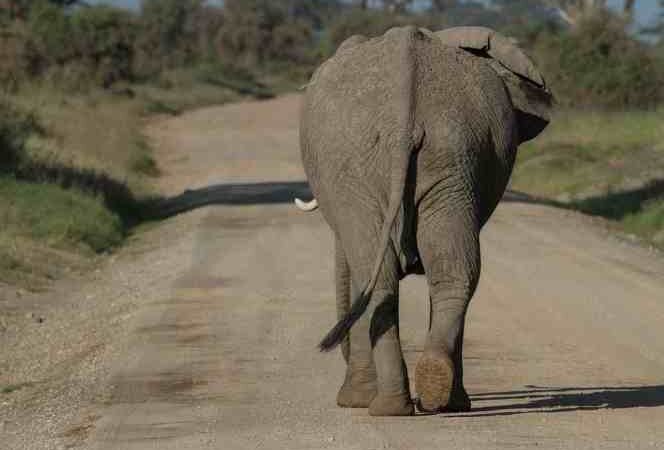 MATAN A ELEFANTA EMBARAZADA, LE DIERON UNA PIÑA CON EXPLOSIVOS