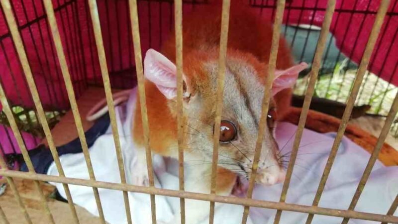 ENCUENTRAN ZARIGUEYA EN HUATUSCO