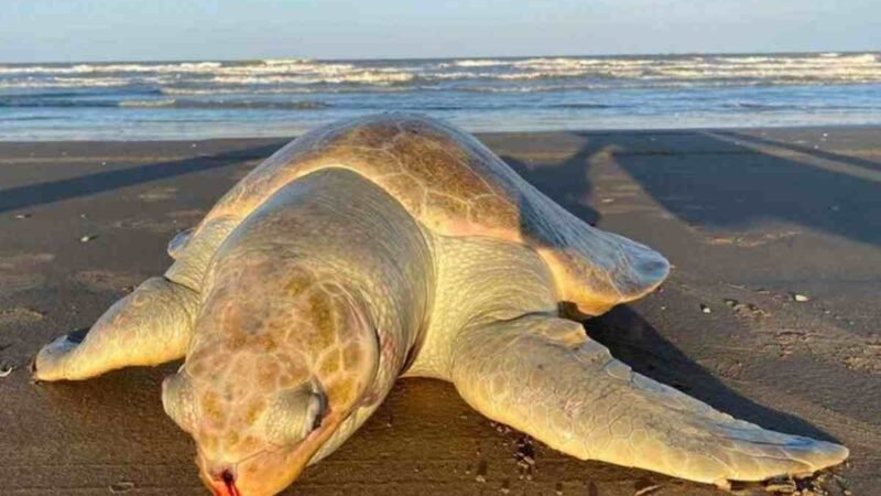 PESCA ILEGAL MATA A DELFINES Y TORTUGAS EN EL GOLFO DE MÉXICO