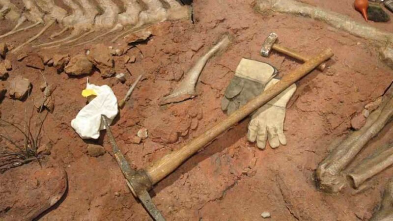 ENCUENTRAN EN JAPÓN HUEVO DE DINOSAURIO FOSILIZADO MÁS PEQUEÑO NUNCA ANTES VISTO