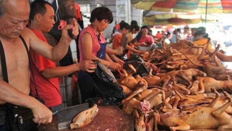 CHINA ABRIÓ SU FERIA ANUAL DE CARNE DE PERRO EN PLENA PANDEMIA Y REBROTE DE COVID-19