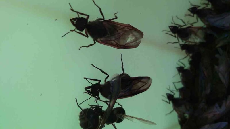 SE ACABAN LAS CHICATANAS