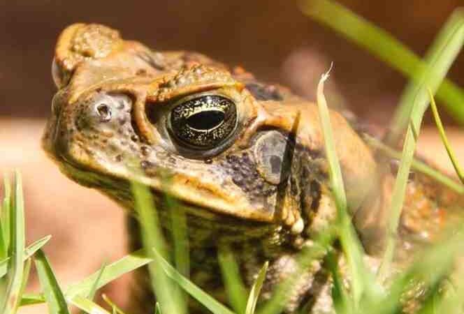SAPOS GIGANTES Y TÓXICOS INVADEN EL SUR DE FLORIDA
