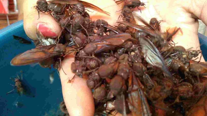 “LLUEVEN” CHICATANAS EN HUATUSCO