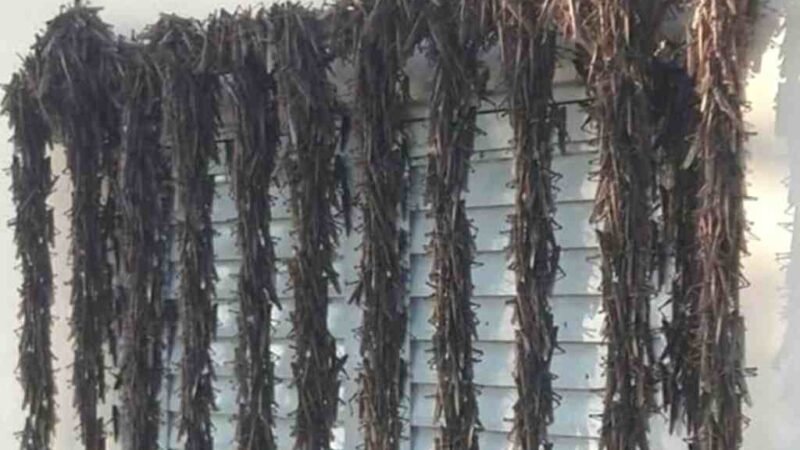 “NUBE” DE INSECTOS AMENAZA CON ARRASAR CULTIVOS EN CUATRO PAÍSES
