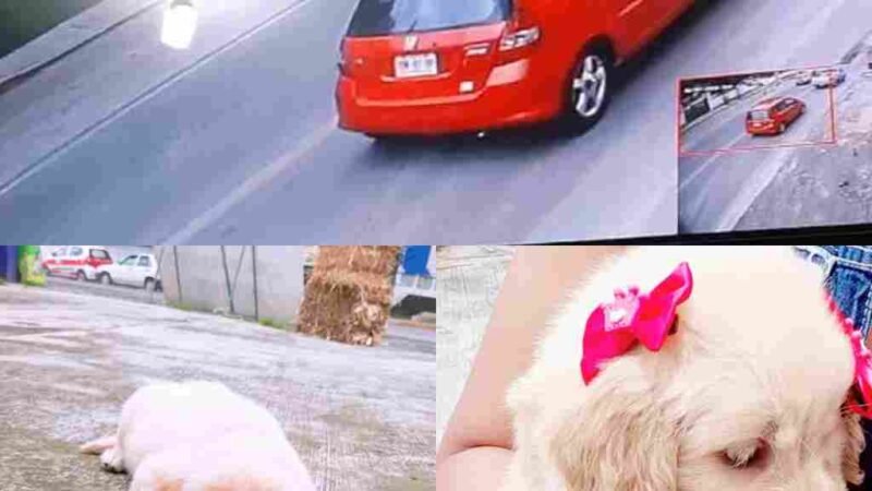 HACEN “MAGIA” Y DESAPARECEN PERROS EN COSCOMATEPEC