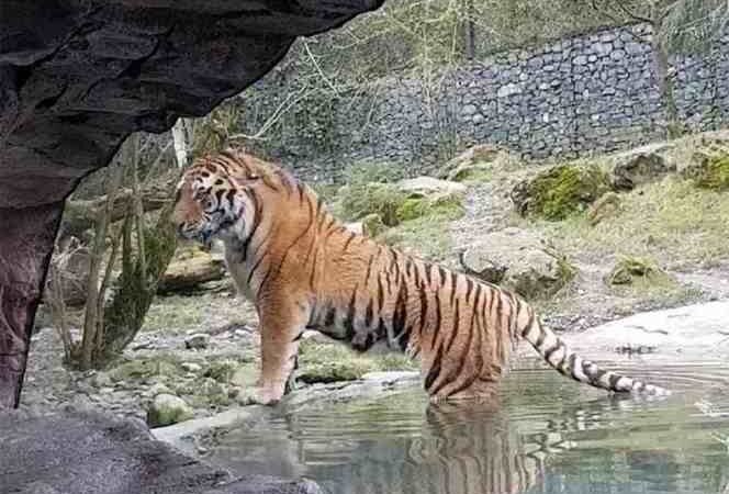 MUERE CUIDADORA TRAS SER ATACADA POR TIGRE EN ZOOLÓGICO DE ZÚRICH