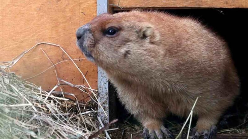 RUSIA IMPIDE CAZA DE MARMOTAS TRAS ALERTA DE PESTE BUBÓNICA