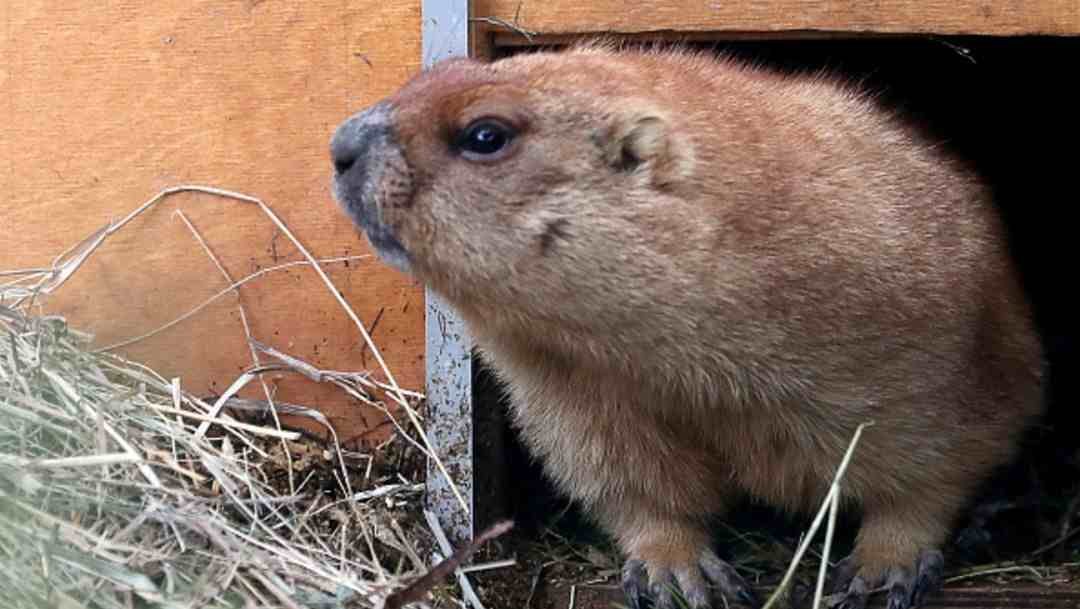 RUSIA IMPIDE CAZA DE MARMOTAS TRAS ALERTA DE PESTE BUBÓNICA