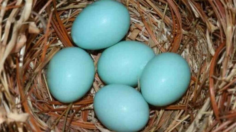 ALERTA POR HUEVOS AZULES DE GALLINAS PARA CONSUMO HUMANO EN MÉXICO