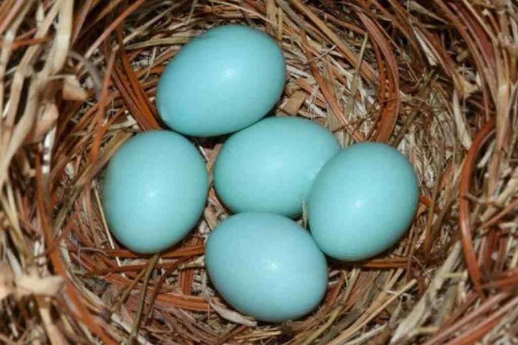 ALERTA POR HUEVOS AZULES DE GALLINAS PARA CONSUMO HUMANO EN MÉXICO