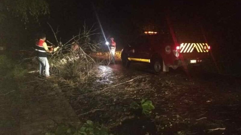TORMENTA DEJA ÁRBOLES CAÍDOS Y CORTES EN RED ELÉCTRICA