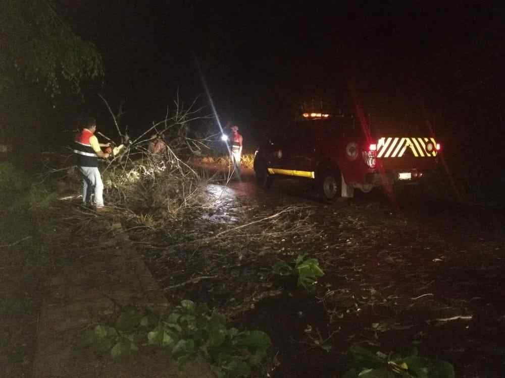 TORMENTA DEJA ÁRBOLES CAÍDOS Y CORTES EN RED ELÉCTRICA