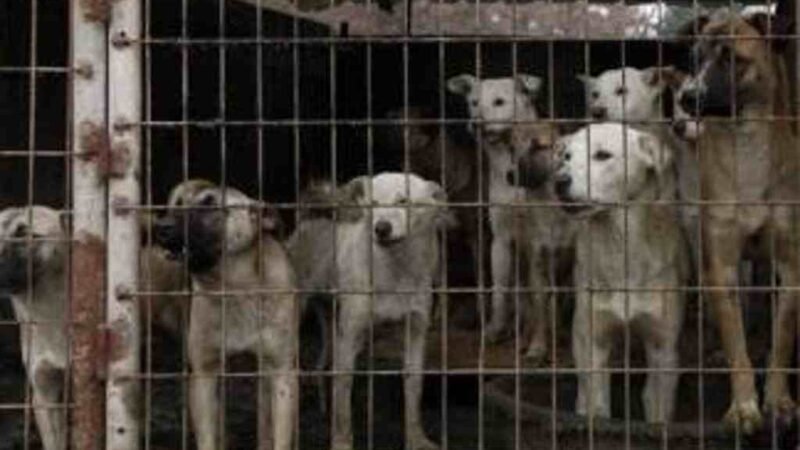 ASEGURAN QUE GOBIERNO DE COREA DEL NORTE REPARTE PERROS ANTE DESABASTO DE COMIDA