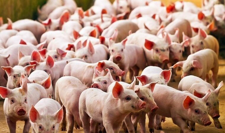 ALERTA: NUEVA CEPA DE GRIPE PORCINA ES DESCUBIERTA EN BRASIL