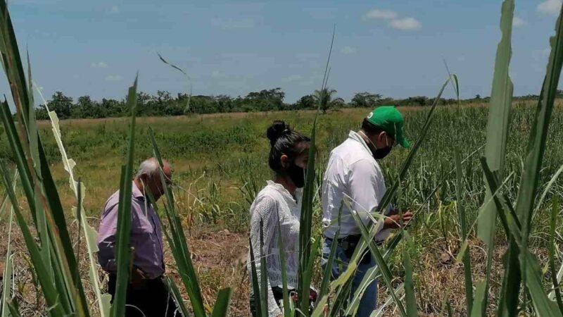 ALCALDE DE ZENTLA PERMITE INVASIÓN DE LANGOSTA