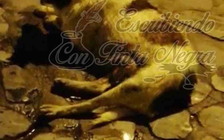 ENVENENAN A MÁS PERROS EN COSCOMATEPEC