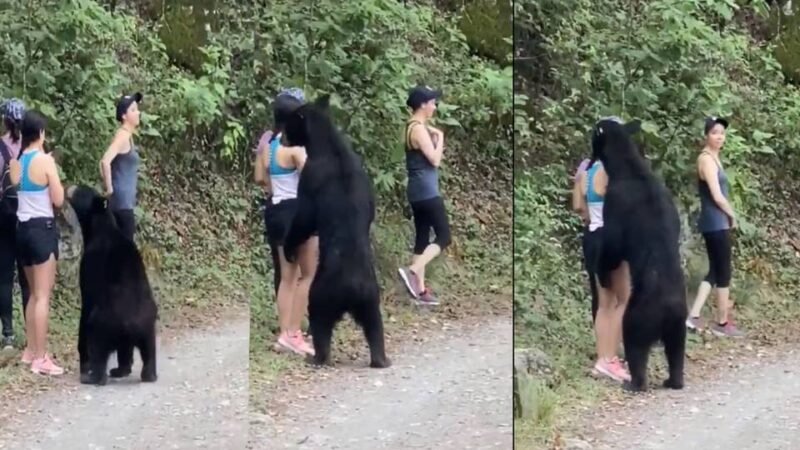 OSO SORPRENDE A JÓVENES EN PARQUE ECOLÓGICO