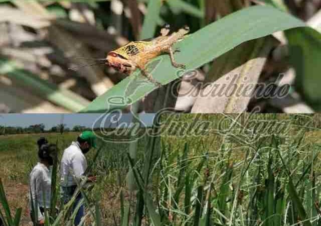COMBATEN A LANGOSTA CON DRONES